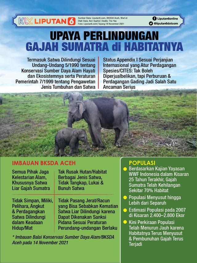 Infografis Upaya Perlindungan Gajah Sumatra di Habitatnya. (Liputan6.com/Trieyasni)