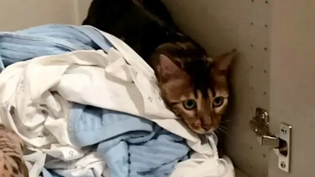 Kucing Diburu Polisi