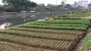 Warga memanen sayur mayur yang ditanam di bantaran Kanal Banjir Barat, Jakarta, Jumat (5/10). Selain dijual ke pasar, sayur mayur tersebut juga untuk konsumsi sehari-hari. (Liputan6.com/Immanuel Antonius)