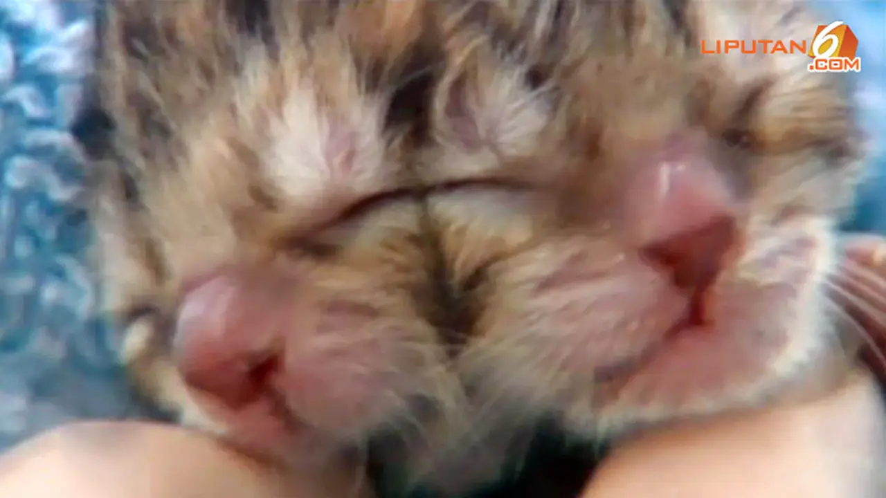 kucing-2wajah130613b.jpg
