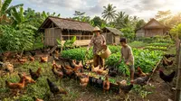 15 Cara Ternak Ayam Kampung Tanpa Membuat Biaya Pakan Membengkak
