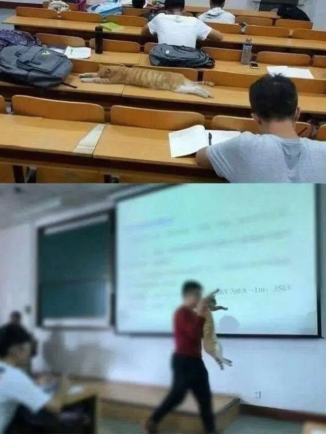 10 Kelakuan Kocak Kucing Bila Sedang di Dalam Kelas, Bikin Ketawa
