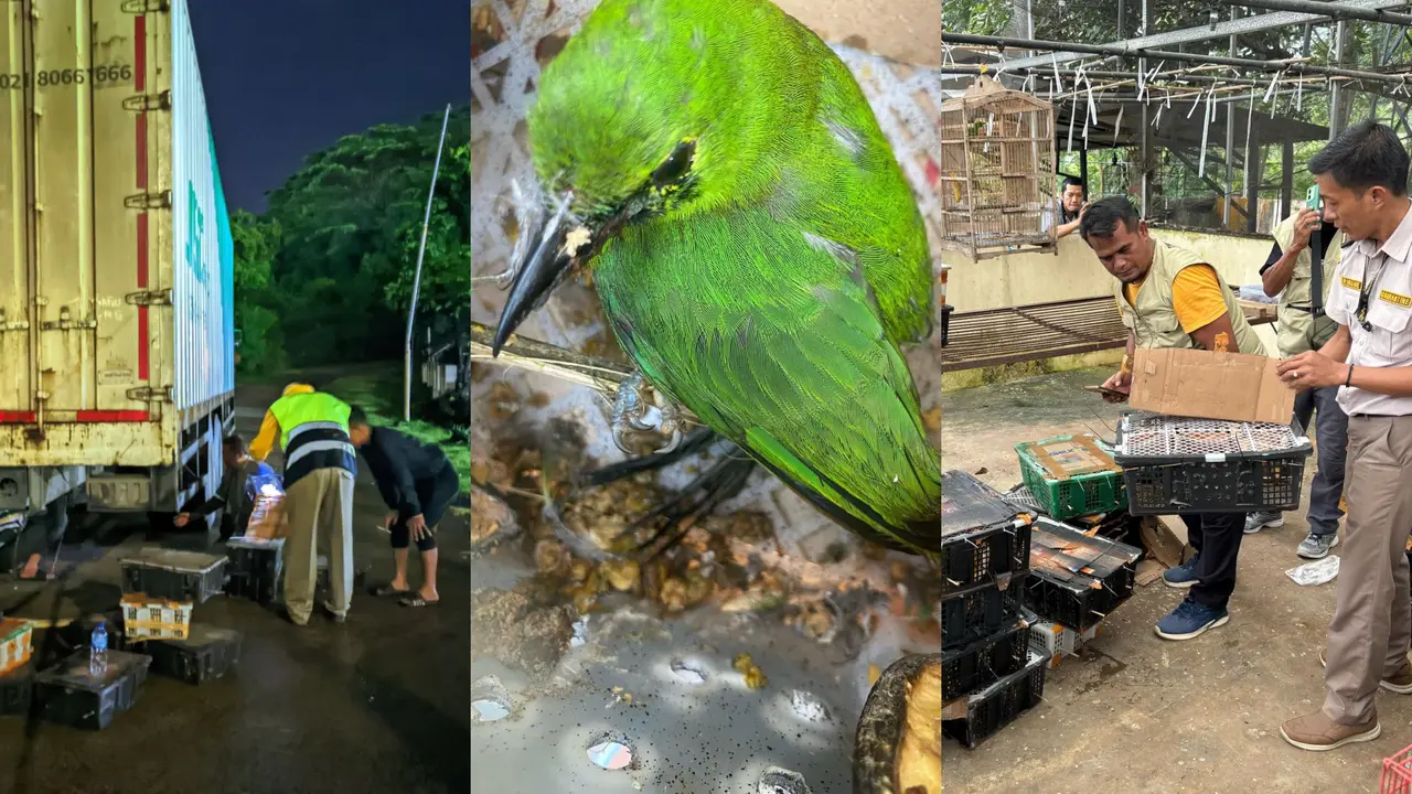 Karantina Lampung gagalkan penyelundupan ratusan burung ilegal dengan modus disembunyikan di sasis mobil truk ekspedisi di Pelabuhan Bakauheni, Lampung Selatan. Foto : (Istimewa).