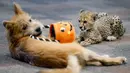 Bayi cheetah bernama Kris dan anak anjing bernama Remus terlihat akrab di Kebun Binatang Cincinnati, Ohio, Amerika Serikat, Rabu (9/10/2019). Kris merupakan satu-satunya bayi cheetah yang selamat setelah ibunya melahirkan tiga anak. (AP Photo/John Minchillo)