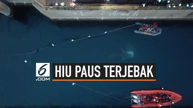 Sejumlah hiu paus terjebak di kanal inlet PLTU Paiton, Probolinggo, Jawa Timur. Ukurannya berkisar antara 4,5 hingga 5 meter.