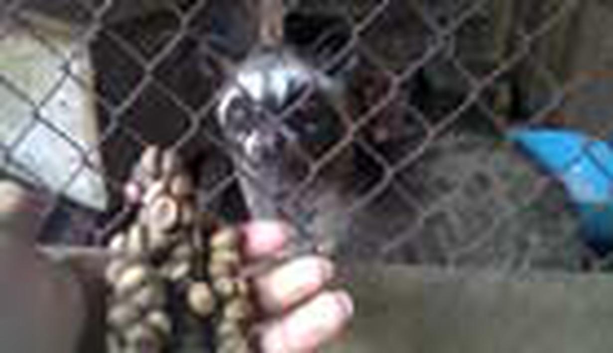 Produksi Kopi  Fermentasi Luwak  Murni Foto  Liputan6 com