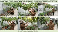 7 Desain Taman Buah Kecil di Lahan Sempit 1 Meter, Panduan Tata Letak
