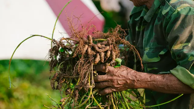 Kacang Tanah, Tanaman Mudah Panen untuk Pekarangan Rumah