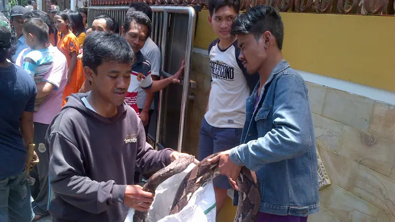 Teror Ular di Semarang, 11 Phyton Sepaha Orang Dewasa Ditangkap