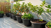 Kebun Buah Mini dalam Pot 24 Inci/Desain Kebun Buah Mini Bisa Panen 3 Bulan (Sumber: gemini.com)