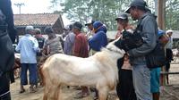 Transkasi hewan kurban di pasar kambing Karangpucung menurun dibanding tahun-tahun sebelumnya. (Foto: Liputan6.com/Muhamad Ridlo)