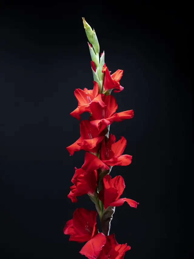 Bunga Gladiol, Lambang Kekuatan dan Kesuksesan dalam Tradisi Tionghoa