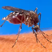Ilustrasi nyamuk Aedes aegypti. (Sumber Wikimedia Commons/US Department of Agriculture)