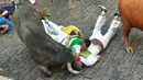 Sejumlah peserta terjatuh diseruduk banteng selama Festival San Fermin di Pamplona, Spanyol, Senin (9/7). (ANDER GILLENEA/AFP)