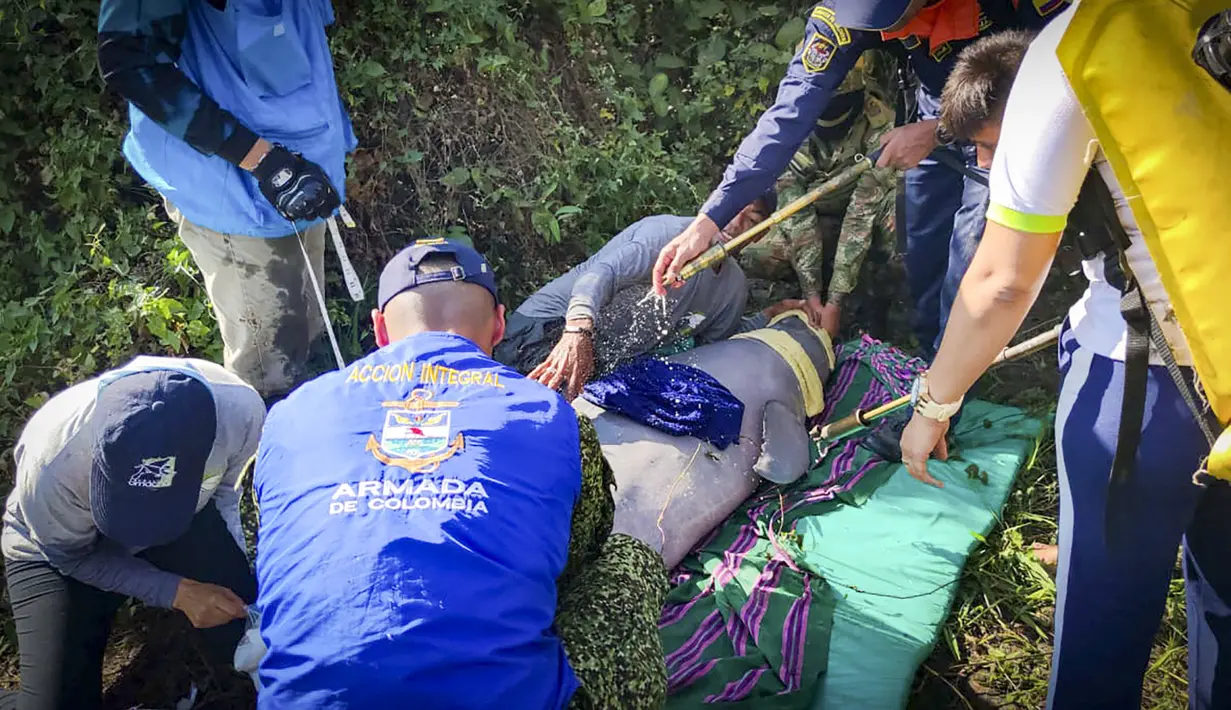 Gambar selebaran yang dirilis oleh Angkatan Laut Kolombia menunjukkan petugas menyemprot air kepada dua lumba-lumba merah muda (pink), spesies terancam punah, yang terperangkap di perairan dangkal di Juriepe, Departemen Vichada, Senin (20/2/2023). Petugas keamanan, otoritas lingkungan, dan LSM juga terlibat dalam penyelamatan mamalia air tawar yang nama ilmiahnya Inia geoffrensis itu. (COLOMBIA'S NAVY / AFP)
