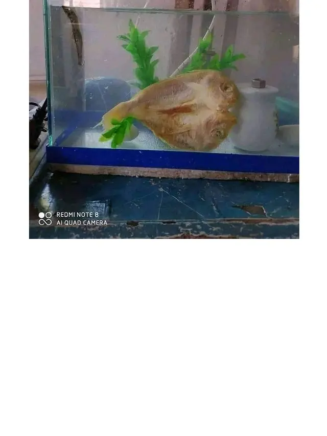 6 Potret Netizen saat Pelihara Ikan Ini Bikin Geleng Kepala