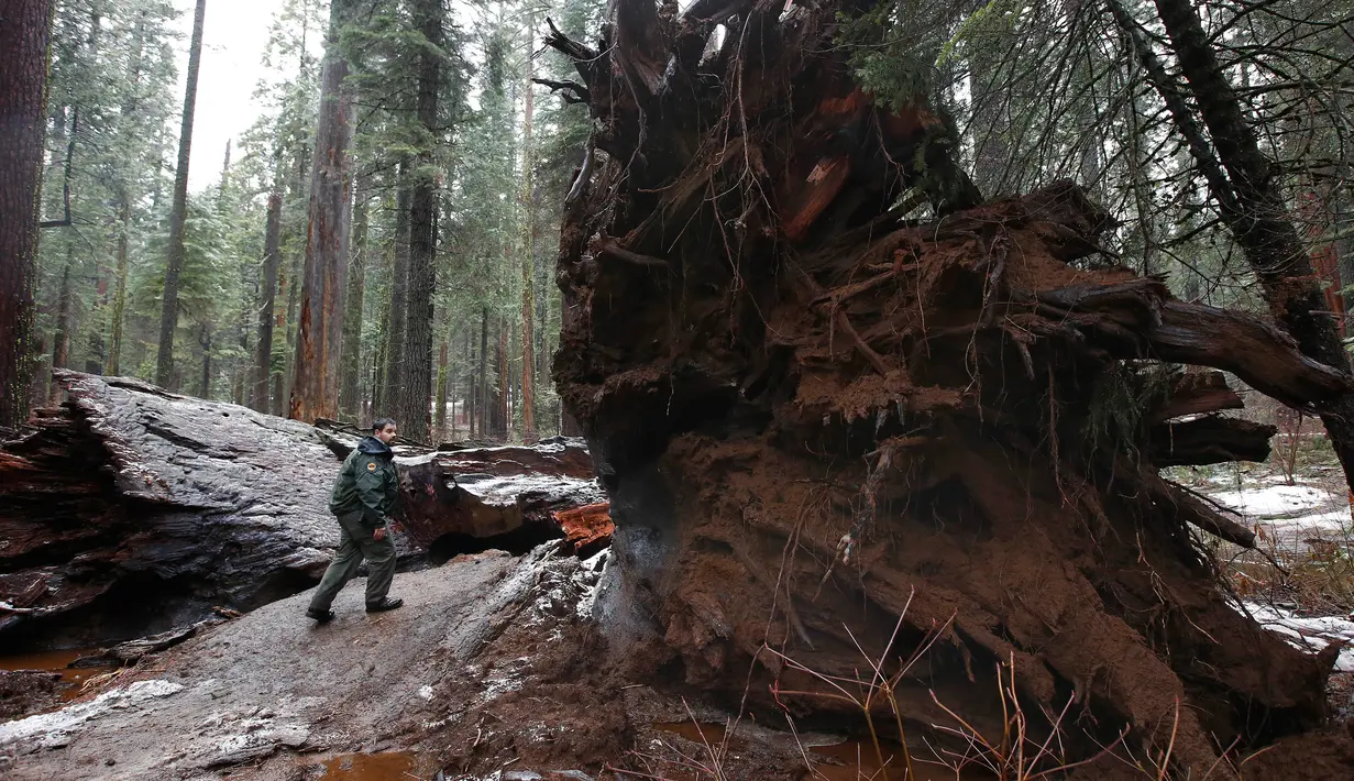 Petugas melintas di dekat The Pioneer Cabin Tree yang roboh akibat badai, California, Selasa (10/1). The Pioneer Cabin Tree yang berada di California’s Calaveras County diperkirakan telah berusia lebih dari 1.000 tahun. (AP Photo/ Rich Pedroncelli)