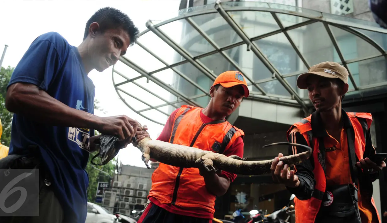 Petugas mengikat seekor biawak yang ditemukan di saluran air ketika banjir melanda kawasan Kemang, Jakarta Selatan, Selasa (4/10). Biawak itu diduga terbawa banjir di kawasan Kemang akibat luapan air Kali Krukut. (Liputan6.com/Gempur M Surya)