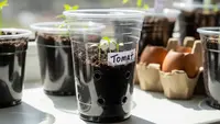 Cara Membuat Wadah Semai Dari Gelas Plastik Bekas Minuman, Praktis dan Ramah Lingkungan