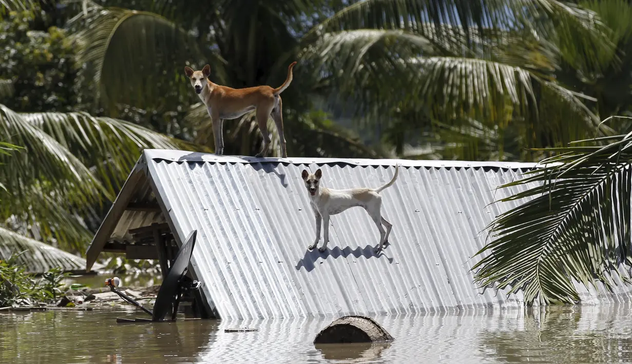 Dua ekor anjing berdiri di atas atap sebuah rumah yang terendam banjir di kawasan Kalay, Sagaing, Myanmar, Minggu (2/8/2015). Setidaknya 21 orang tewas akibat banjir yang melanda empat wilayah di Myanmar. (REUTERS/Soe Zeya Tun)