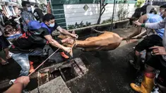 Panitia bersiap menyembelih hewan kurban saat perayaan Hari Raya Idul Adha 1442 H di Musala Nurul Huda, Jakarta, Selasa (20/7/2021). Di tengah pandemi COVID-19, warga di sejumlah wilayah Ibu Kota tetap menggelar penyembelihan hewan kurban meski secara terbatas. (merdeka.com/Iqbal S. Nugroho)
