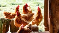 Ilustrasi ayam/credit: unsplash.com/Brett