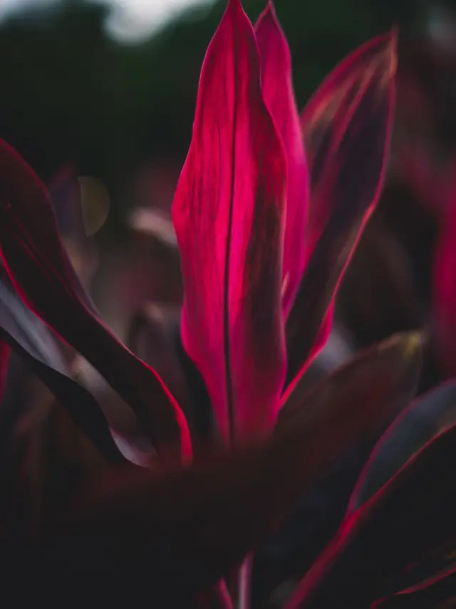 Ti Hawaii/dok. Tim Mossholder unsplash