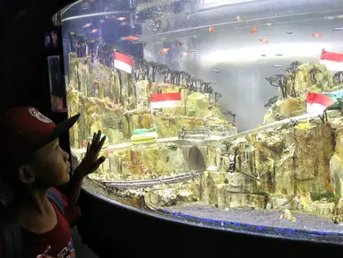 Seorang anak mengamati ikan di akuarium SeaWorld Ancol, Jakarta, Jumat (17/8). Seaworld menjadi tempat wisata alternatif warga saat libur panjang akhir pekan ini yang bertepatan dengan HUT ke-73 Republik Indonesia. (Liputan6.com/Faizal Fanani)