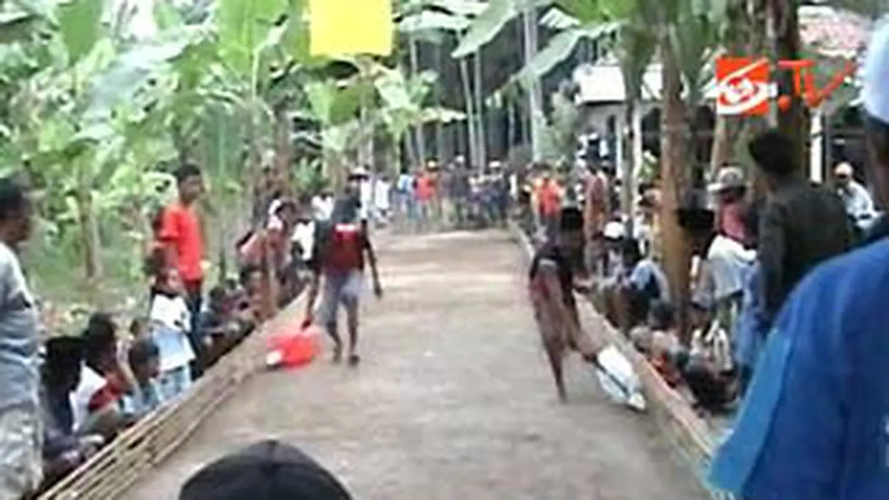 110726abalapan-marmut.jpg