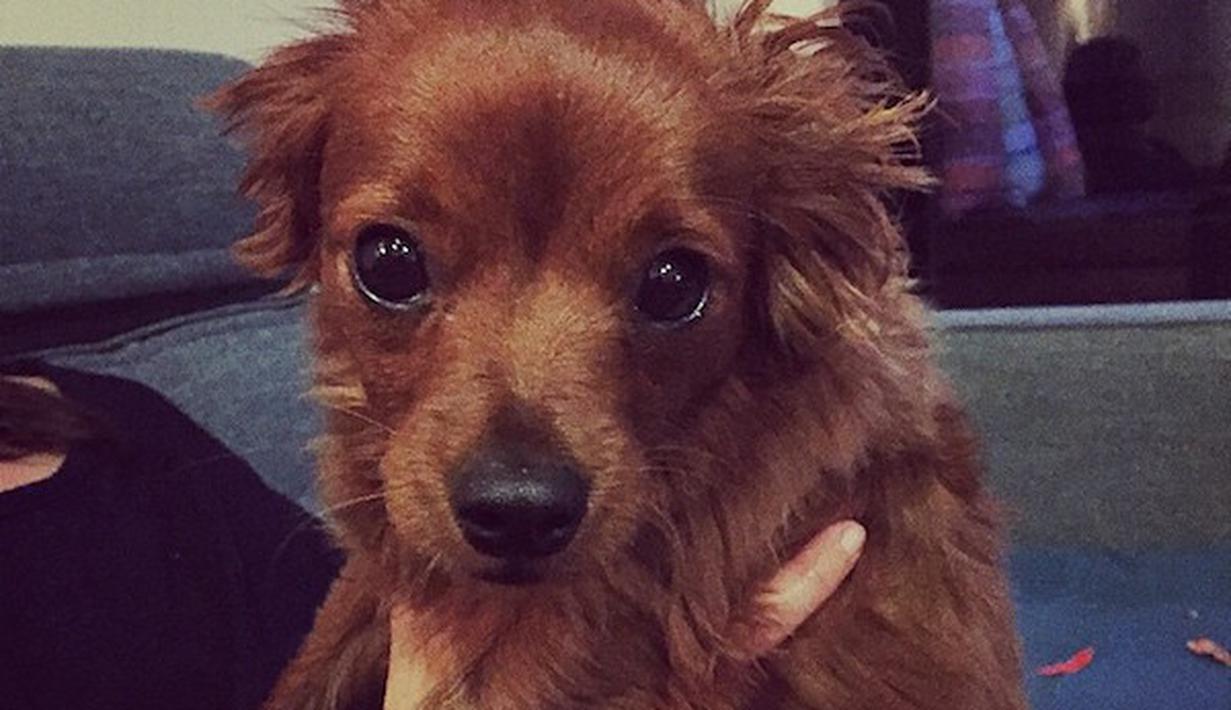 Gaya Rambut Anjing Super Trendi Bikin Ia Tambah Cute Dan 
