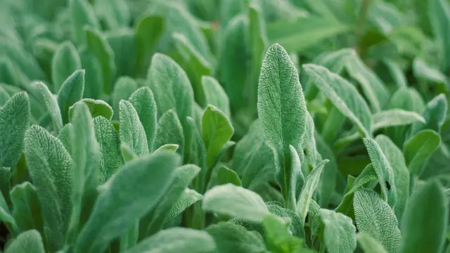 sage