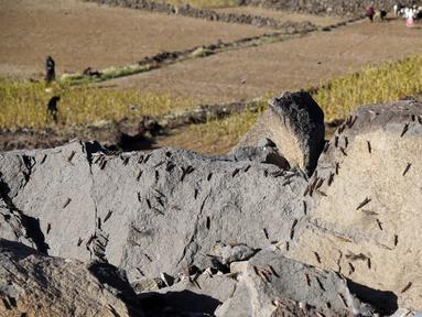 Kawanan belalang gurun terlihat hinggap di bebatuan di Provinsi Amran, Yaman, pada 24 Oktober 2020. (Xinhua/Mohammed Mohammed)