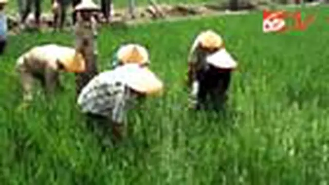 Tikus Serang Seribu Hektare Sawah di Lebong