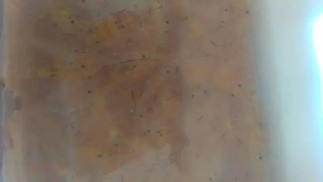 Kantong berisi benih baby lobster yang disita petugas dari perairan Kota Dumai.