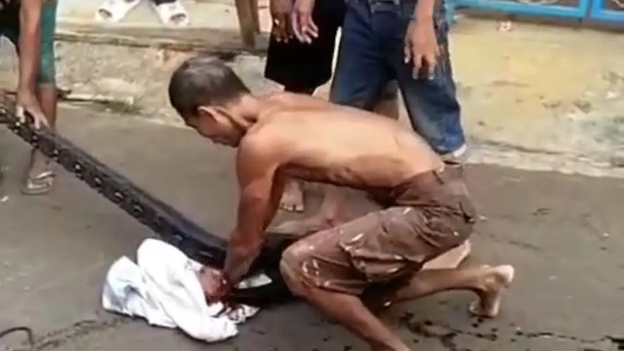 Aksi heroik Joko warga Tuban tangkap ular piton hingga tergigit. (Liputan6.com/Ahmad Adirin)