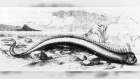 Ilustrasi oarfish yang ditemukan di Bermuda 1860 (Wikimedia Commons)