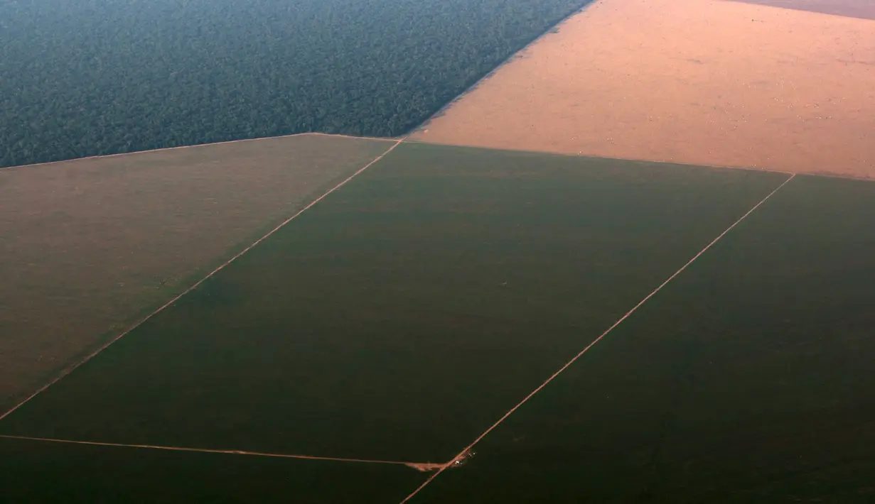 Pantauan udara hutan hujan Amazon (kiri), yang berbatasan dengan lahan gundul disiapkan untuk penanaman kedelai, Negara Mato Grosso di barat Brasil, Minggu (4/10). Brasil akan menghasilkan rekor 97.800.000 ton kedelai di 2015-2016.(REUTERS/Paulo Whitaker)