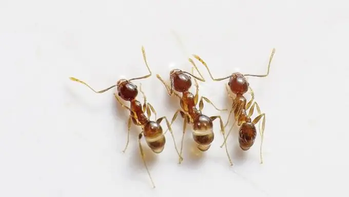 Cara mengusir semut/copyright Pixabay.com