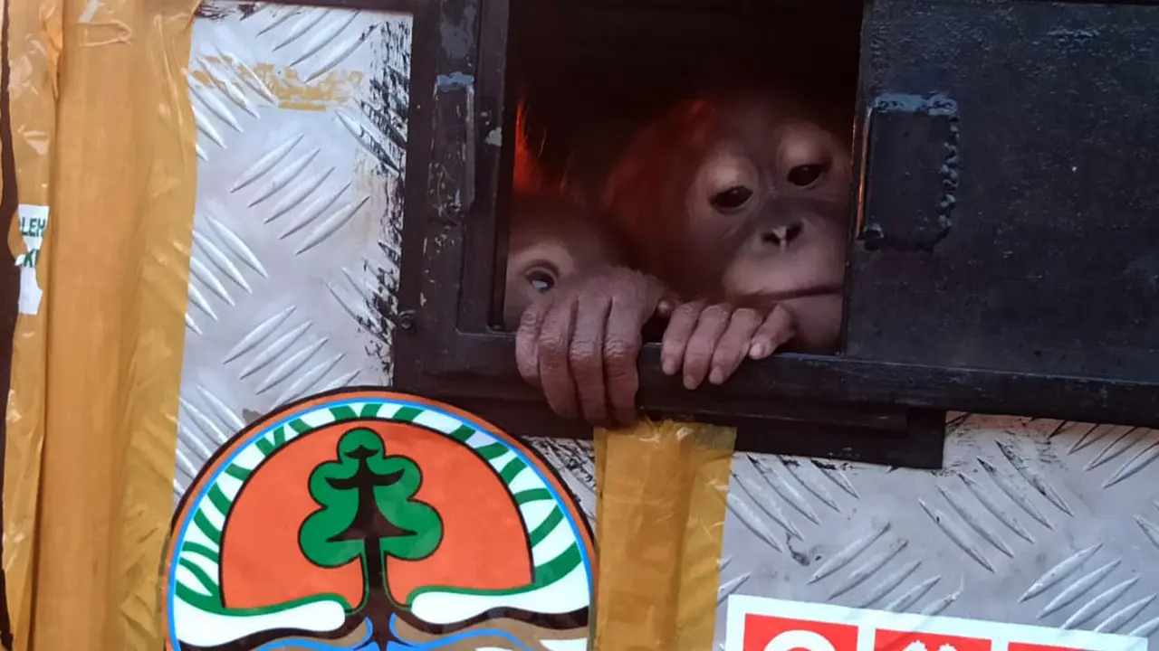 Orangutan sumatera