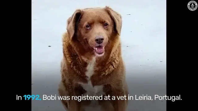 Anjing tertua di dunia, Bobi