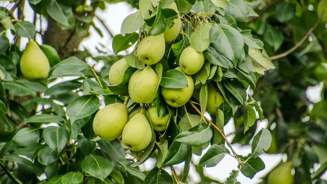 Pohon Pir Bradford/Foto oleh Rajesh S  Balouria dari Pexels