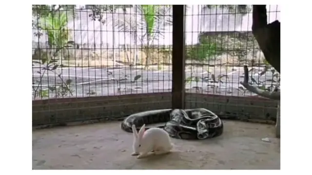 Unggah Video Beri Makan Ular, Aksi Pria Ini Justru Dikecam Netizen