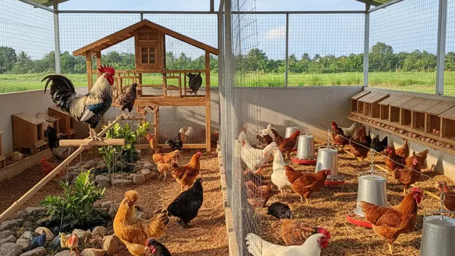 Ternak Ayam Hias vs Ayam Konsumsi Mana yang Lebih Menguntungkan. AI