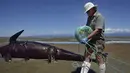 Seorang petugas Departemen Konservasi mengevakusi bangkai paus pilot yang tergeletak di sebuah pantai terpencil di Farwell Spit, di ujung utara Selandia Baru, Selasa (17/2). (AFP/Marty Melville)