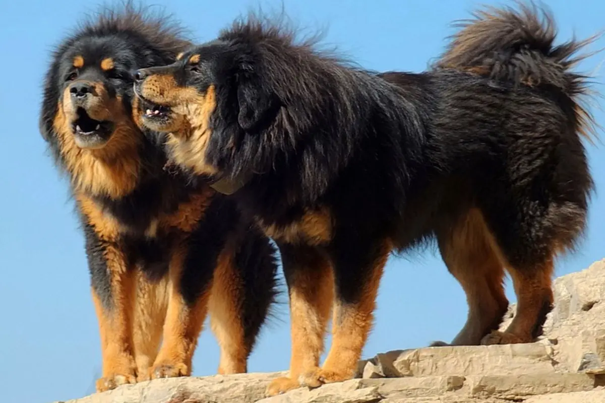 Mengenal Tibetan Mastiff, Anjing Termahal Di Dunia