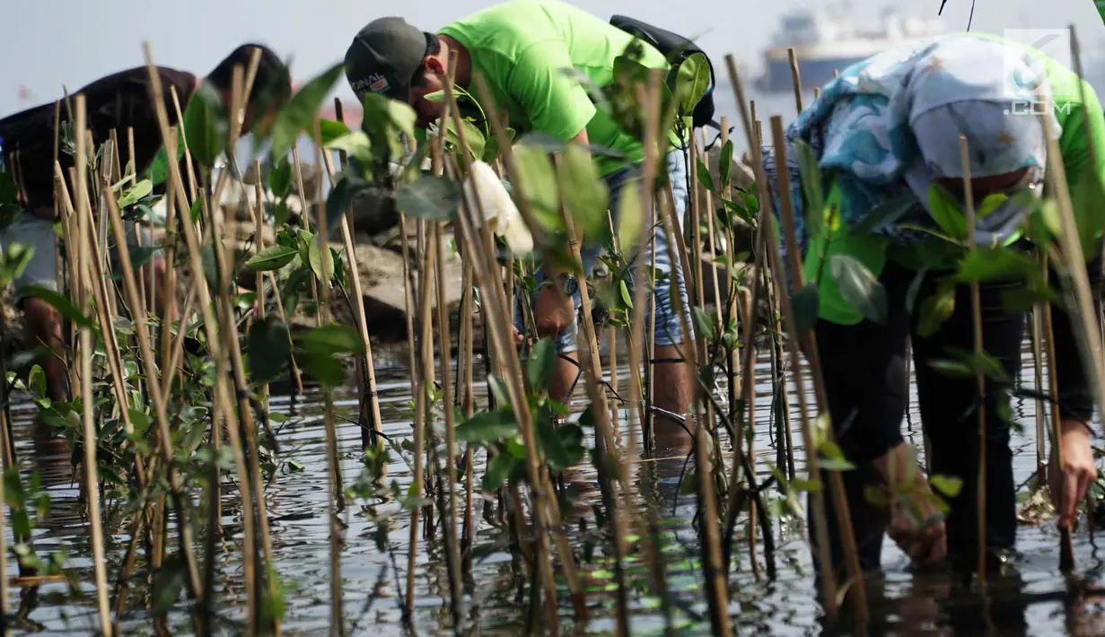 Karyawan PT Indofood Sukses Makmur Tbk menanam pohon bakau di Pesisir Merunda, Jakarta Utara, Sabtu (4/8). Kegiatan menanam 2000 batang pohon di pesisir Marunda bertajuk Bakau Untuk Jakarta. (Liputan6.com/HO/Eko)