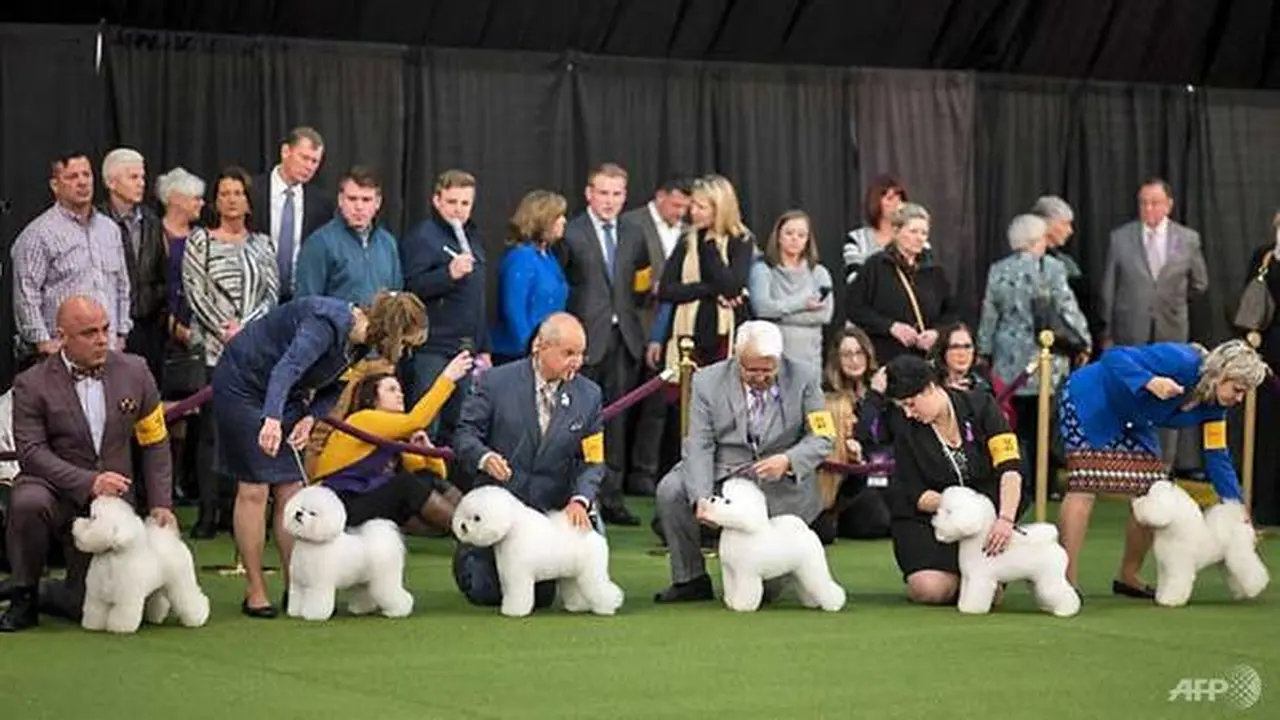 Sekelompok Bichon Frise bersaing dalam Pertunjukan Anjing Westminster Kennel Club