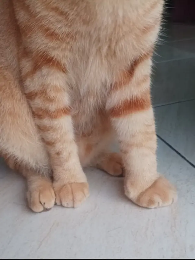 6 Potret Kaki Kucing Usai Disengat Lebah Ini Bikin Kaget