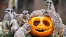 Kawanan Meerkat mencari makanan di dalam buah labu yang diukir, beberapa hari sebelum perayaan Halloween, di kebun binatang Hannover, Jerman, 26 Oktober 2017. (Hauke-Christian Dittrich/dpa via AP)