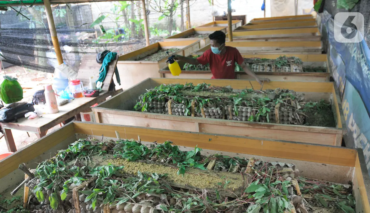Warga memberikan makan jangkrik di kampung Pasiron, Bojongsari, Depok, Jawa Barat, Senin (7/3/2022). Dalam sebulan mereka mampu menghasilkan rata-rata Rp 8 juta hingga Rp 10 juta/ bulan dari budidaya jangkrik yang dipanen dengan setiap 30 hari. (merdeka.com/Arie Basuki)